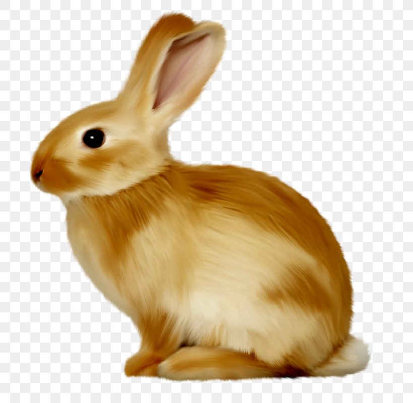 Bunnies & Rabbits Hare Clip Art, PNG, 788x800px, Bunnies Rabbits, Digital Image, Domestic Rabbit, Fauna, Hare Download Free