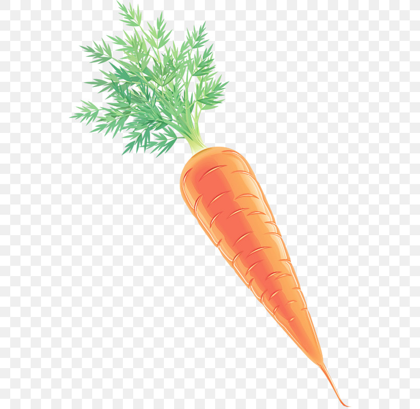 Carrot Root Vegetable Baby Carrot Wild Carrot Vegetable, PNG, 552x800px, Carrot, Arracacia Xanthorrhiza, Baby Carrot, Food, Plant Download Free