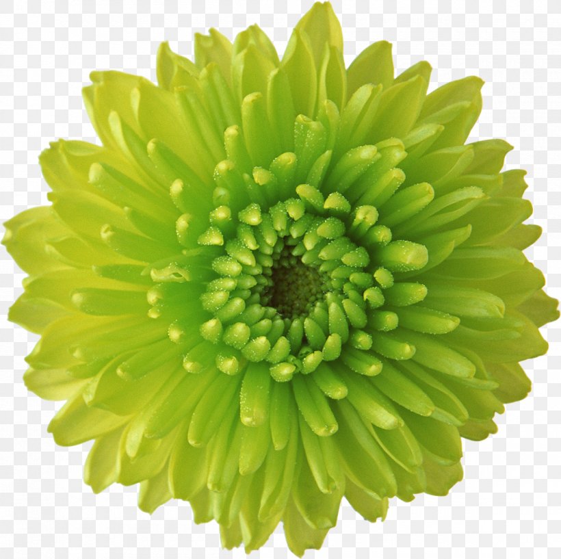 Flower Green Desktop Wallpaper Display Resolution, PNG, 1200x1197px, Flower, Annual Plant, Chrysanthemum Coronarium, Chrysanths, Color Download Free