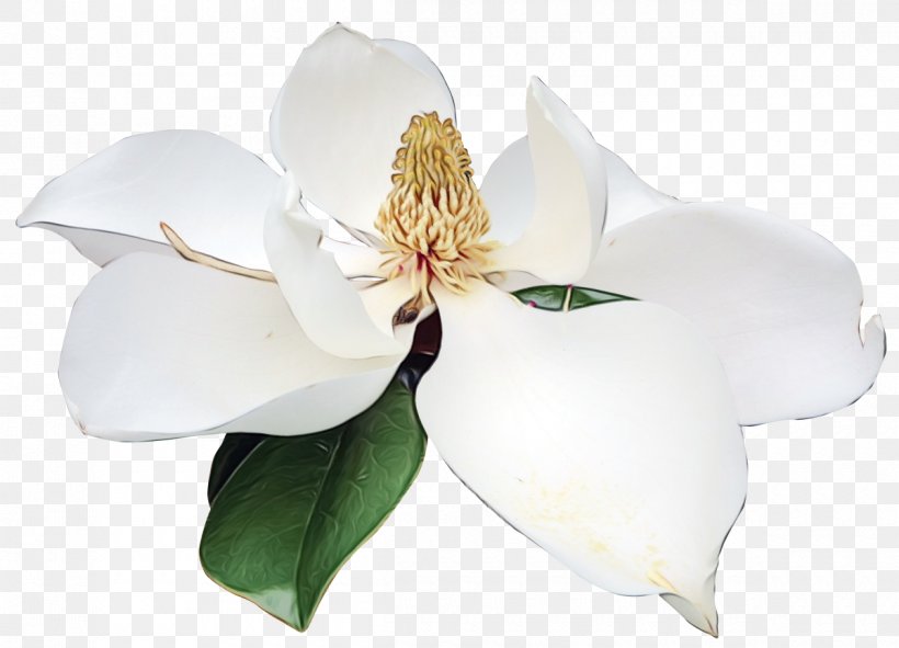 Flowering Plant Flower White Petal Plant, PNG, 1200x866px, Watercolor, Flower, Flowering Plant, Magnolia, Magnolia Family Download Free