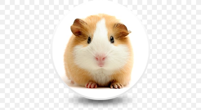 Guinea Pig Care Pet Linny The Guinea Pig, PNG, 411x449px, Guinea Pig, Animal, Computer, Cuteness, Exotic Pet Download Free