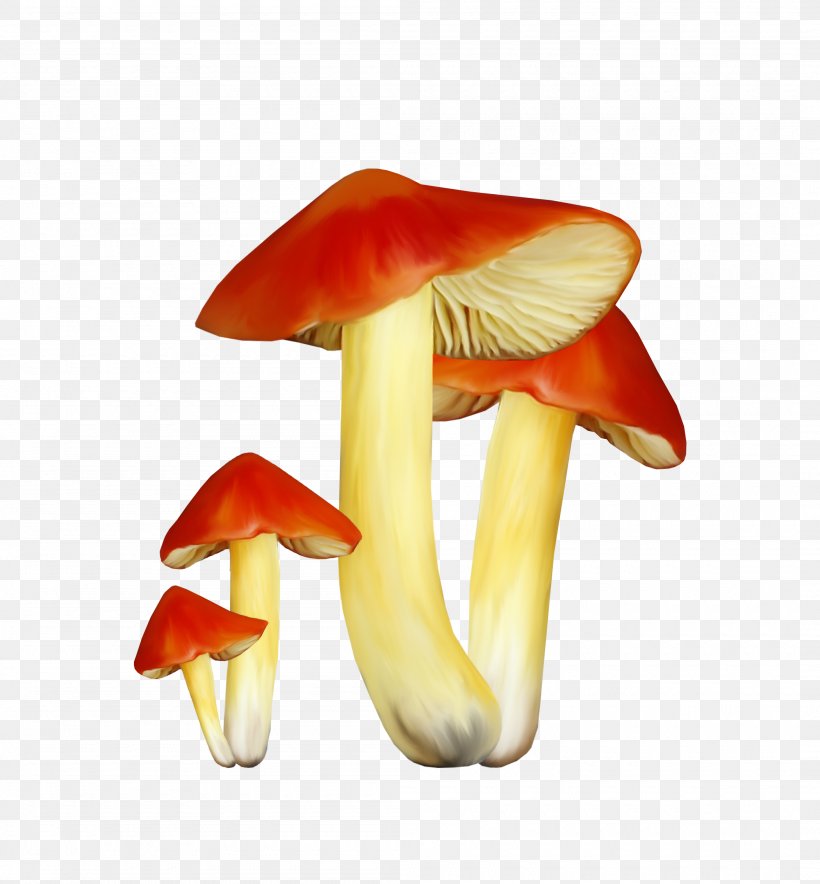 Mushroom Fungus Chart, PNG, 2100x2264px, Mushroom, Chart, Computer Graphics, Edible Mushroom, Fungus Download Free