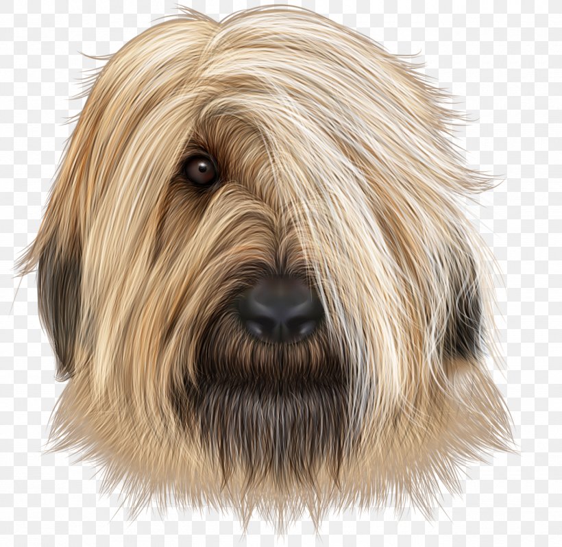 Newfoundland Dog Bichon Frise Briard Maltese Dog Papillon Dog, PNG, 1300x1266px, Briard, Bearded Collie, Bichon Frise, Braque D Auvergne, Braque Francais Download Free