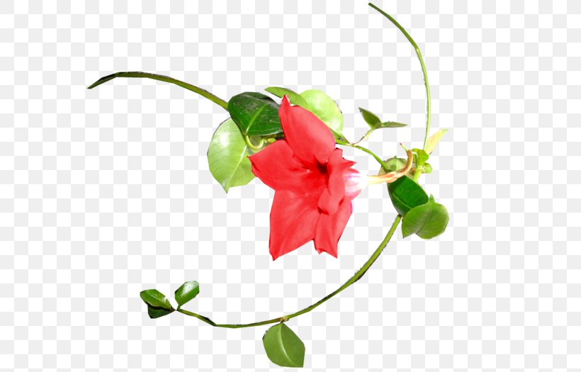Petal Floral Design Cut Flowers Plant Stem, PNG, 700x525px, Petal, Branch, Branching, Cut Flowers, Flora Download Free