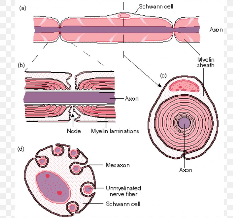 Schwann Cell Myelin Neuron Axon Nerve, PNG, 913x854px, Watercolor, Cartoon, Flower, Frame, Heart Download Free