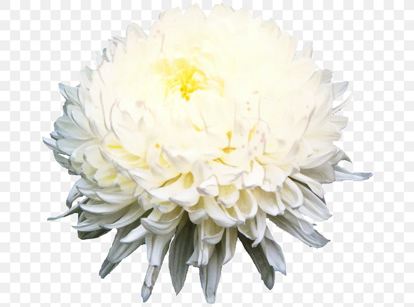 Chrysanthemum Cut Flowers Floral Design Flower Bouquet, PNG, 810x608px, Chrysanthemum, Artificial Flower, Aster, Chinese Peony, Chrysanths Download Free