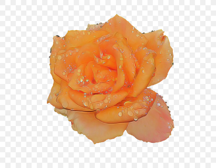 Garden Roses, PNG, 640x640px, Orange, Floribunda, Flower, Garden Roses, Petal Download Free