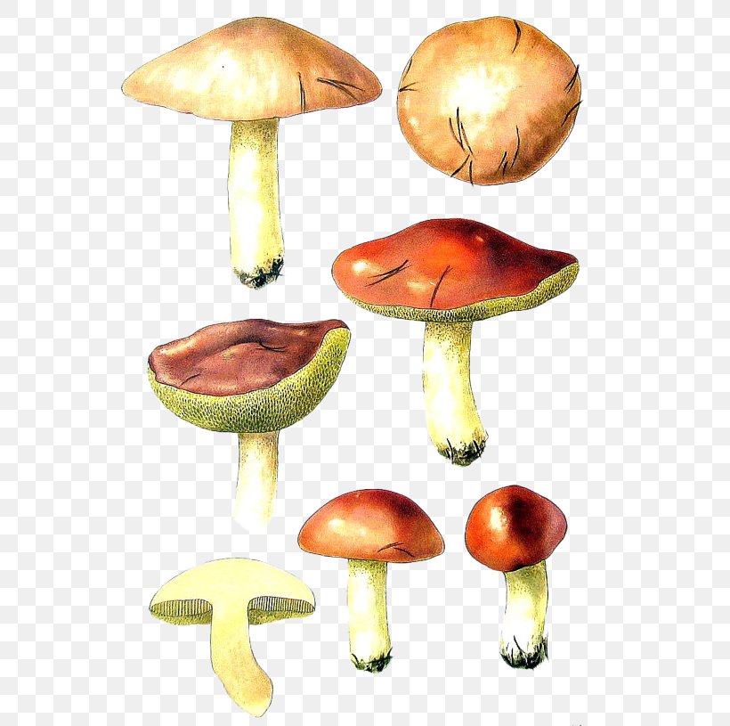 Mushroom Bird Fungus Shiitake, PNG, 570x815px, Mushroom, Calocybe Gambosa, Drawing, Edible Mushroom, Fungus Download Free