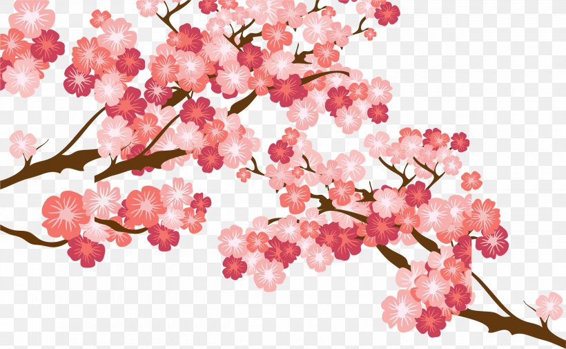 Cherry Blossom Cerasus, PNG, 2501x1541px, Cherry Blossom, Blossom, Branch, Cdr, Cerasus Download Free
