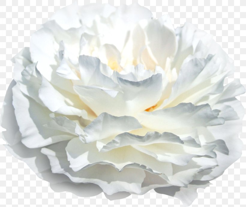Florium Peony Istik Nursery White, PNG, 1024x860px, Florium, Artikel, Autumn, Cape Jasmine, Flower Download Free