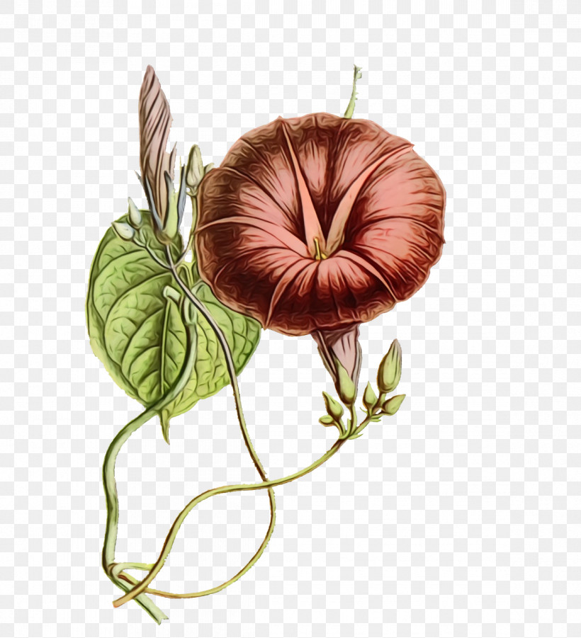 Flower Plants Science Biology, PNG, 1164x1280px, Watercolor, Biology, Flower, Paint, Plants Download Free
