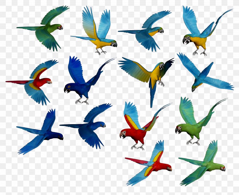 Macaw Parakeet Feather Pet Beak, PNG, 3664x2993px, Macaw, Animal, Animal Figure, Beak, Bird Download Free