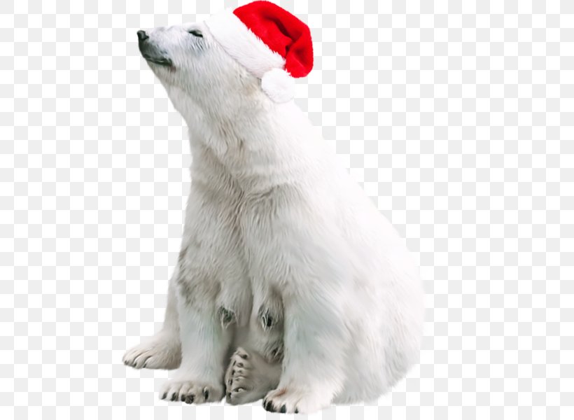 Polar Bear Brown Bear Clip Art, PNG, 600x600px, Polar Bear, Animal, Bear, Brown Bear, Carnivoran Download Free