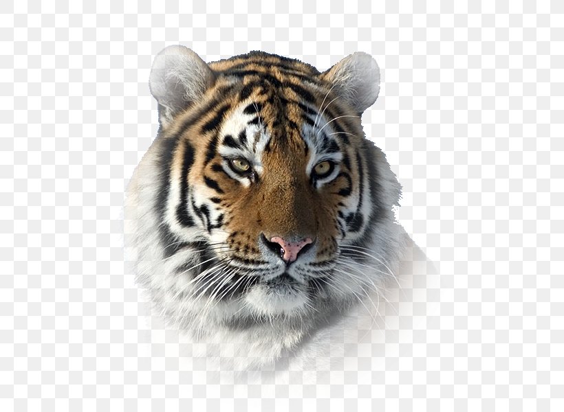 South China Tiger Siberian Tiger Indochinese Tiger Bengal Tiger Giant Panda, PNG, 600x600px, South China Tiger, Animal, Bengal Tiger, Big Cats, Carnivoran Download Free