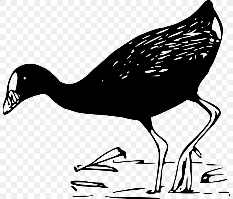 American Pekin Duck Mallard Clip Art, PNG, 800x700px, American Pekin, American Purple Gallinule, Artwork, Beak, Bird Download Free