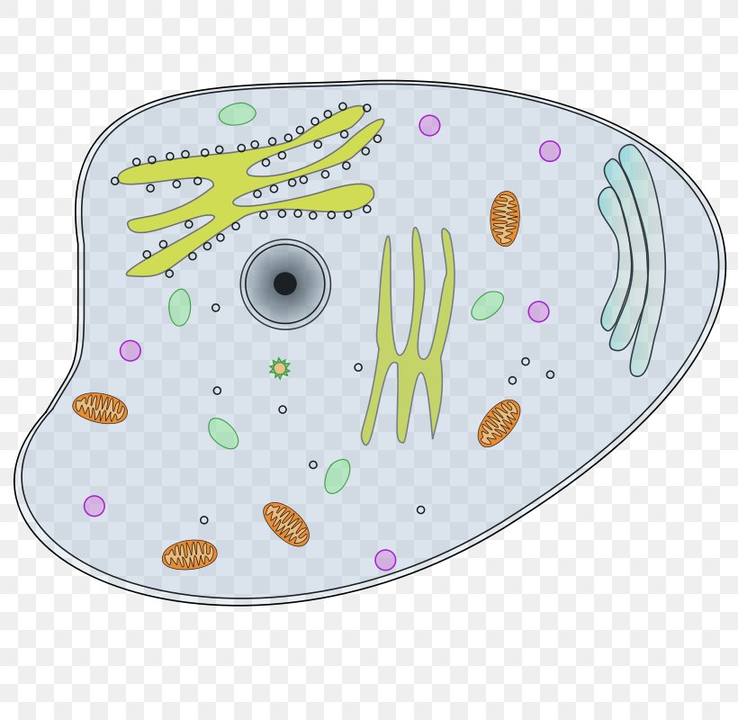 Animal Cell Plant Clip Art, PNG, 800x800px, Animal, Biology, Cell, Eukaryote, Function Download Free