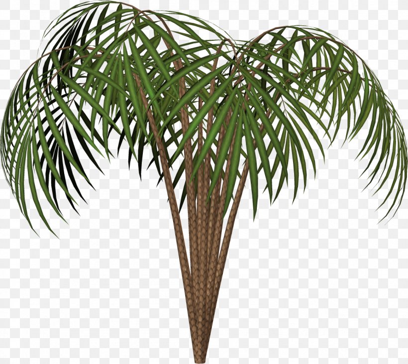 Arecaceae Woody Plant Tree Evergreen, PNG, 1157x1034px, Arecaceae, Arecales, Branch, Date Palm, Evergreen Download Free