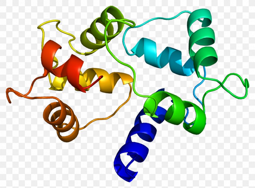 Calmodulin 1 CALM3 CALM2 Protein, PNG, 1115x823px, Calmodulin, Area, Artwork, Calcium, Calmodulin 1 Download Free