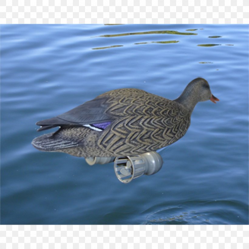Duck Goose Mallard Bird Mergini, PNG, 1000x1000px, Duck, Anatidae, Animal, Beak, Bird Download Free