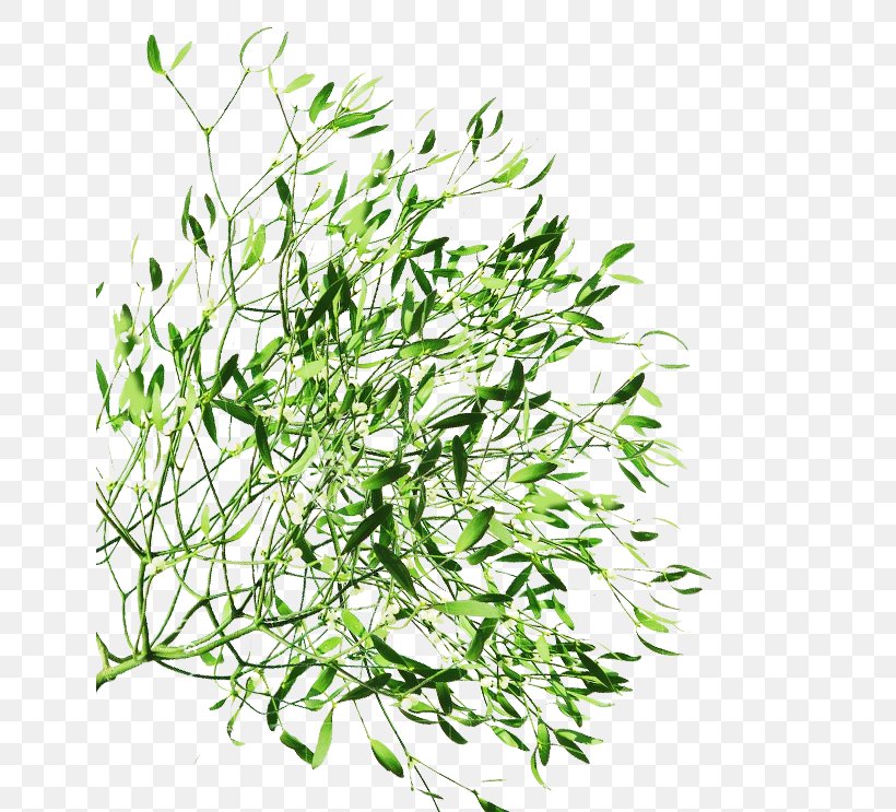 Herbalism Plant Stem Grasses Subshrub, PNG, 644x743px, Herbalism, Branch, Family, Flower, Grass Download Free