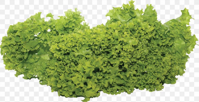 Lettuce Salad Vegetable, PNG, 2803x1448px, Salad, Cabbage, Cauliflower, Food, Herb Download Free