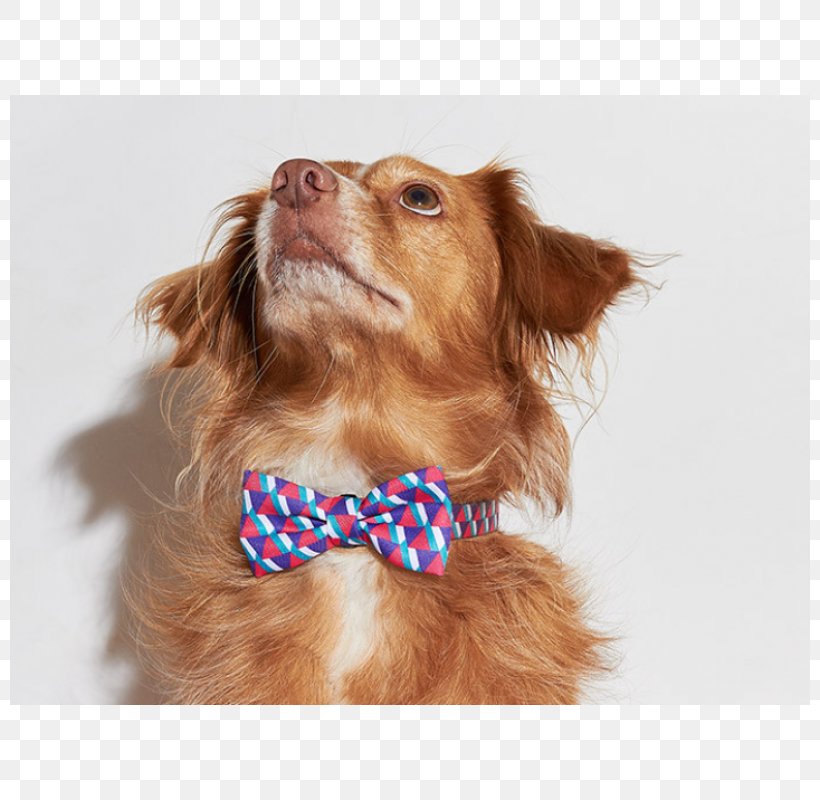 Nova Scotia Duck Tolling Retriever Bow Tie Dog Breed Companion Dog French Bulldog, PNG, 800x800px, Nova Scotia Duck Tolling Retriever, Bow Tie, Butterfly, Carnivoran, Companion Dog Download Free