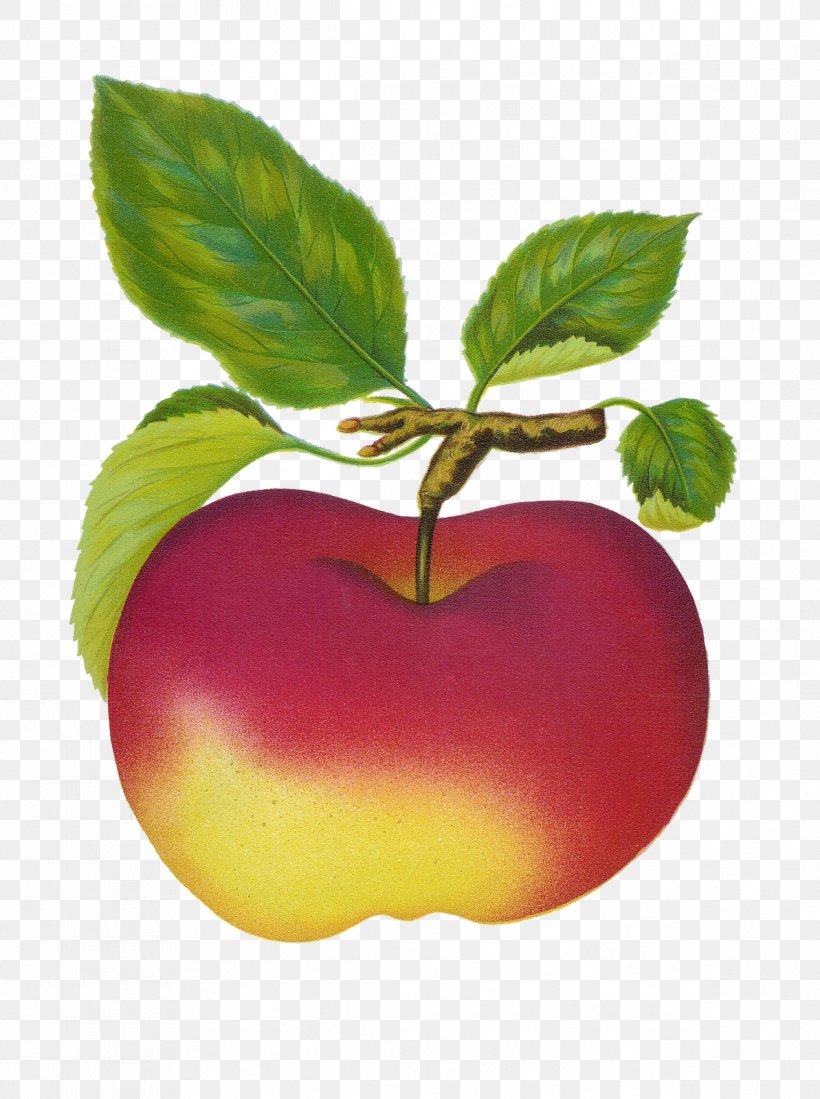 Fruit Apple Clip Art, PNG, 1193x1600px, Fruit, Apple, Diet Food, Food, Fruit Salad Download Free