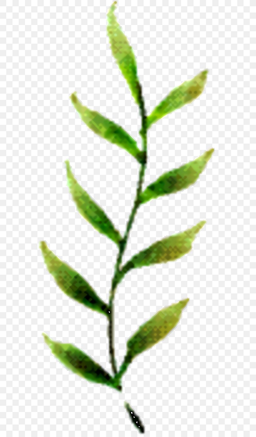 Tree Cartoon, PNG, 596x1400px, Leaf, Flower, Herbaceous Plant, Plant, Plant Stem Download Free