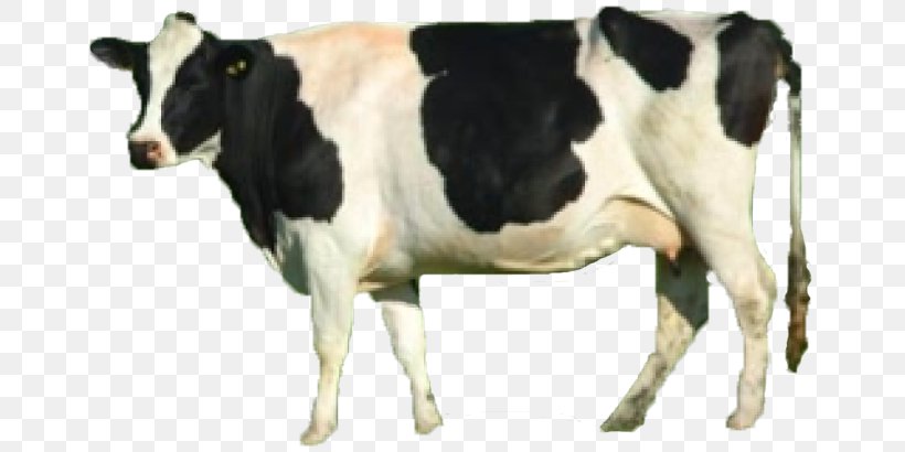 Dairy Cattle Taurine Cattle Calf Beef Cattle Animal, PNG, 700x410px, Dairy Cattle, Animal, Animal Welfare, Beef Cattle, Bovinae Download Free