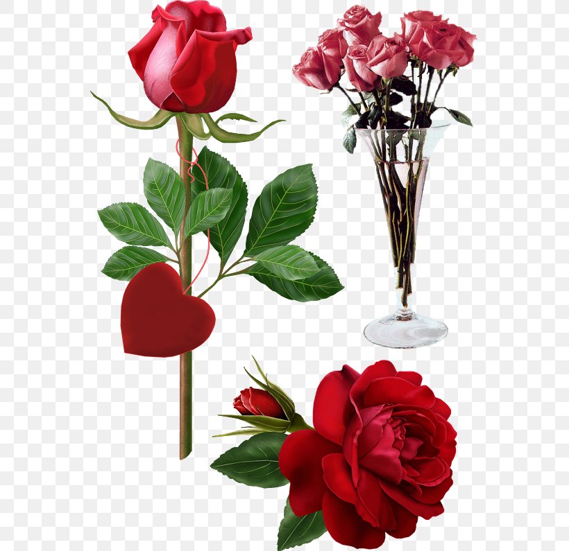 Google Images, PNG, 559x795px, Google, Artificial Flower, Cut Flowers, Floral Design, Floribunda Download Free