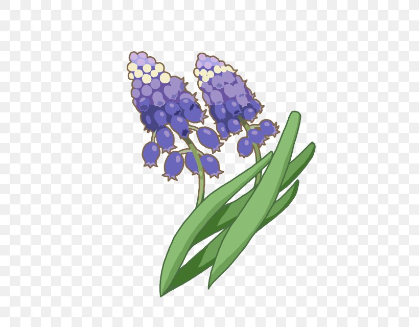 Hyacinth Cobalt Blue Violet, PNG, 640x640px, Hyacinth, Blue, Bluebonnet, Cobalt, Cobalt Blue Download Free