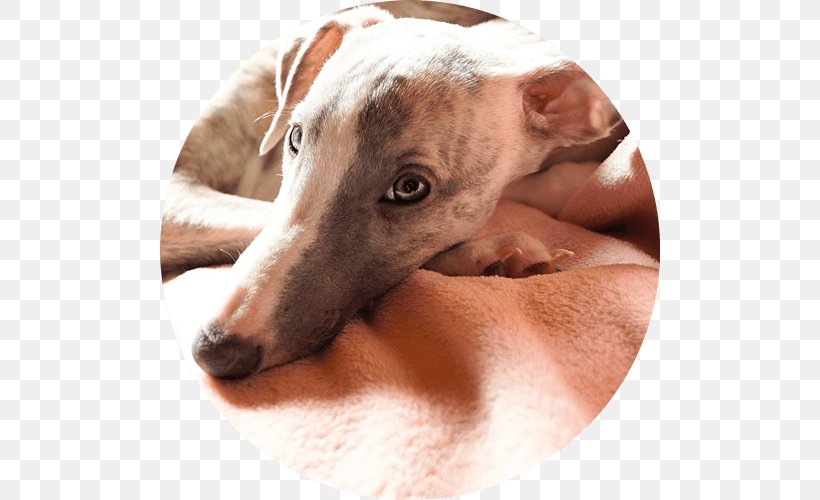 Spanish Greyhound Italian Greyhound Whippet Lurcher, PNG, 500x500px, Spanish Greyhound, Azawakh, Beauty Parlour, Breed, Dog Download Free