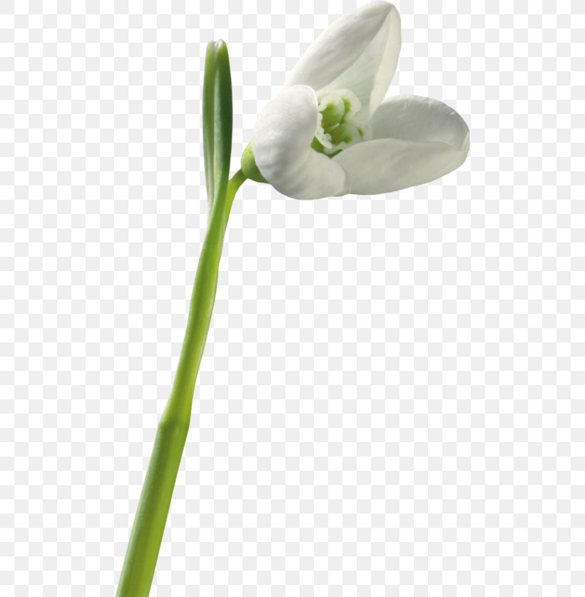 Snowdrop Jonquil Flower Clip Art, PNG, 500x837px, Snowdrop, Bud, Chomikujpl, Daffodil, Digital Image Download Free