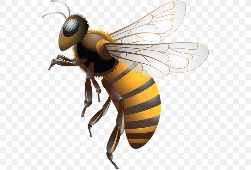 Western Honey Bee Africanized Bee Bee Removal Bee Sting, PNG, 545x555px, Western Honey Bee, Africanized Bee, Anthidium Florentinum, Arthropod, Bee Download Free