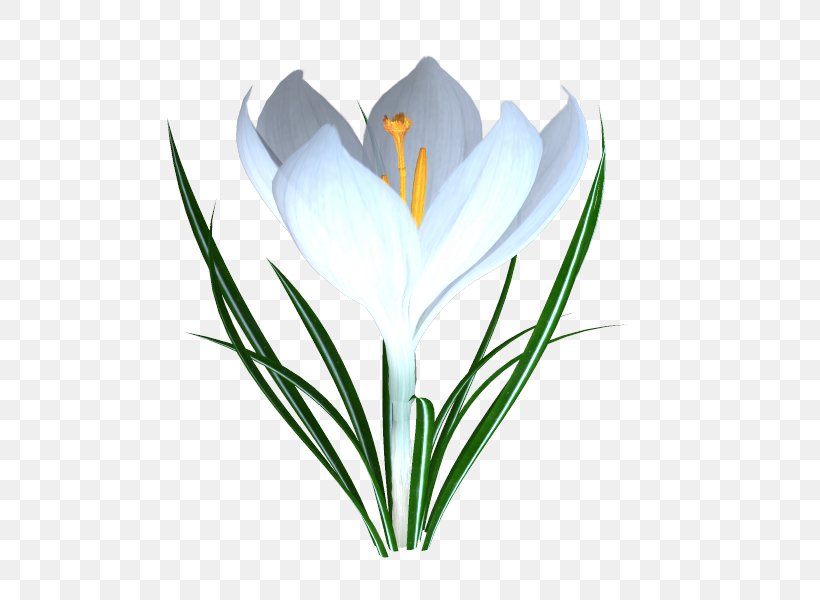 Crocus TinyPic Video, PNG, 600x600px, Crocus, Flower, Flowering Plant, Grass, Iris Family Download Free