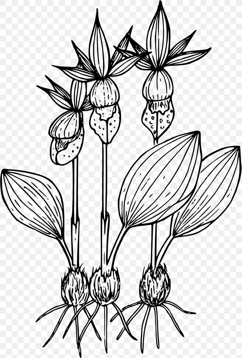 Drawing Calypso Flower, PNG, 1624x2400px, Drawing, Artwork, Black And White, Botany, Branch Download Free