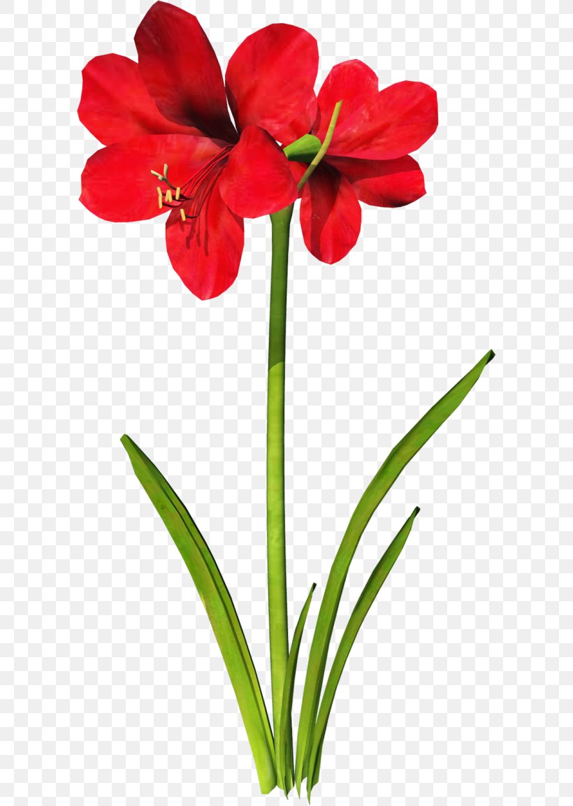 Jersey Lily Clip Art Flower, PNG, 600x1153px, Jersey Lily, Amaryllis, Amaryllis Belladonna, Amaryllis Family, Artificial Flower Download Free