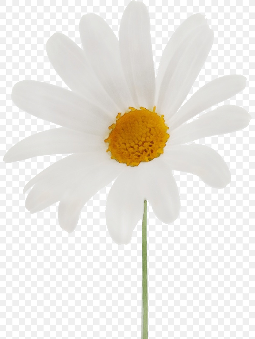 Oxeye Daisy Chrysanthemum Transvaal Daisy Plant Stem Marguerite Daisy, PNG, 800x1086px, Marguerite, Argyranthemum, Autumn Flower, Biology, Chamomiles Download Free