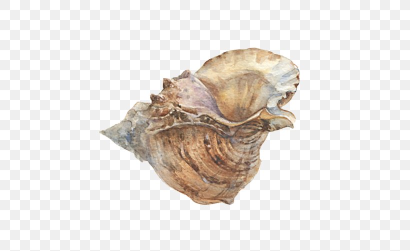 Painting Illustrator Illustration, PNG, 502x502px, Painting, Artifact, Clam, Clams Oysters Mussels And Scallops, Conch Download Free