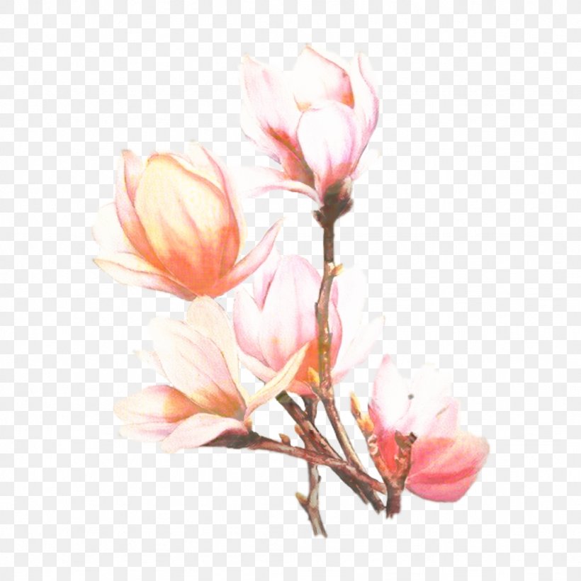 Pink Flower Cartoon, PNG, 1024x1024px, Southern Magnolia, Blossom, Branch, Bud, Chinese Magnolia Download Free