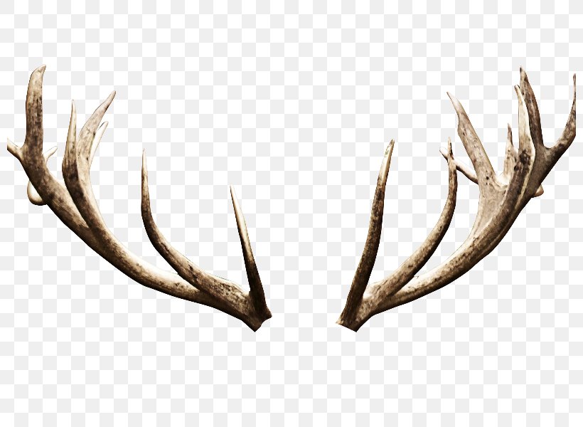 Reindeer Antler Clip Art, PNG, 800x600px, Deer, Antler, Elk, Horn, Moose Download Free