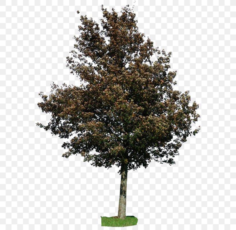 Fir American Linden Tree American Holly Shrub, PNG, 600x800px, Fir, American Holly, American Linden, Art, Birch Download Free