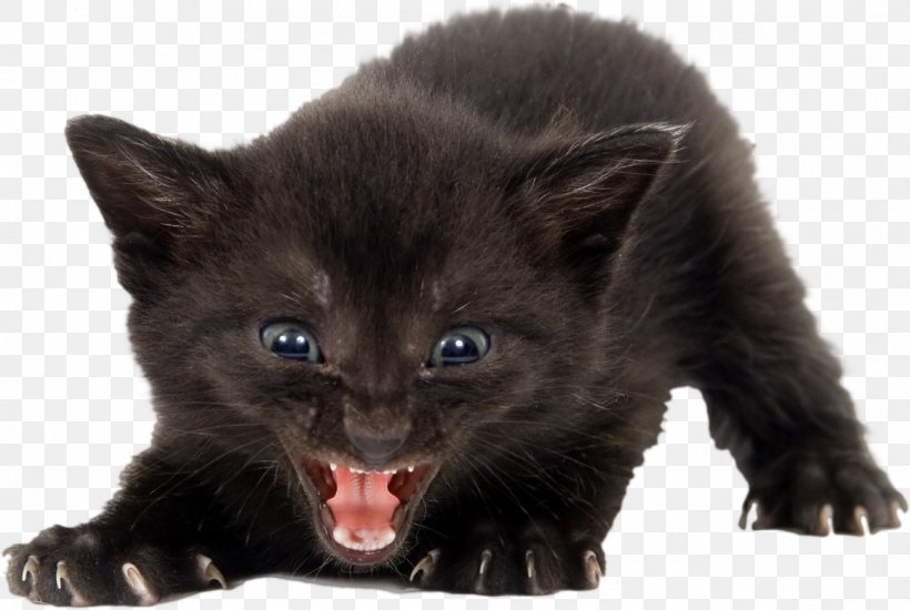 Kitten Feral Cat Black Cat Wildcat, PNG, 1161x779px, Watercolor, Cartoon, Flower, Frame, Heart Download Free