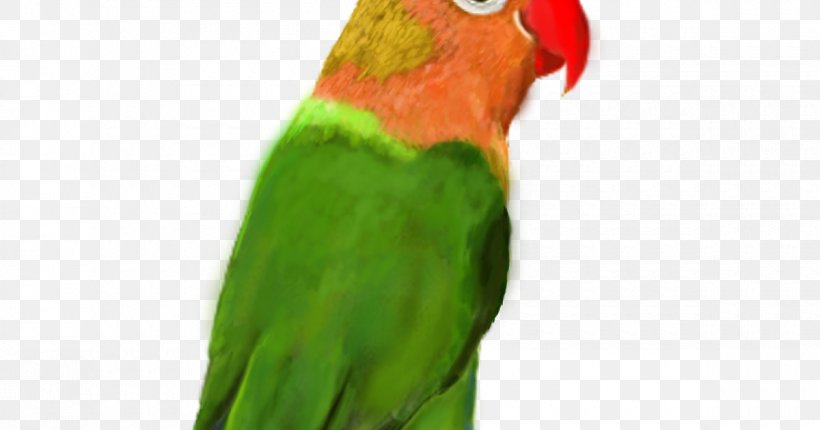 Lovebird Macaw Parakeet Beak, PNG, 1200x630px, Lovebird, Beak, Bird, Closeup, Common Pet Parakeet Download Free