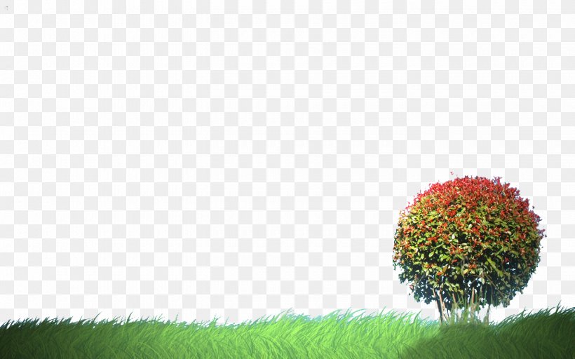 Tree Lawn Clip Art, PNG, 1440x900px, Tree, Google Images, Grass, Lawn, Ornamental Plant Download Free