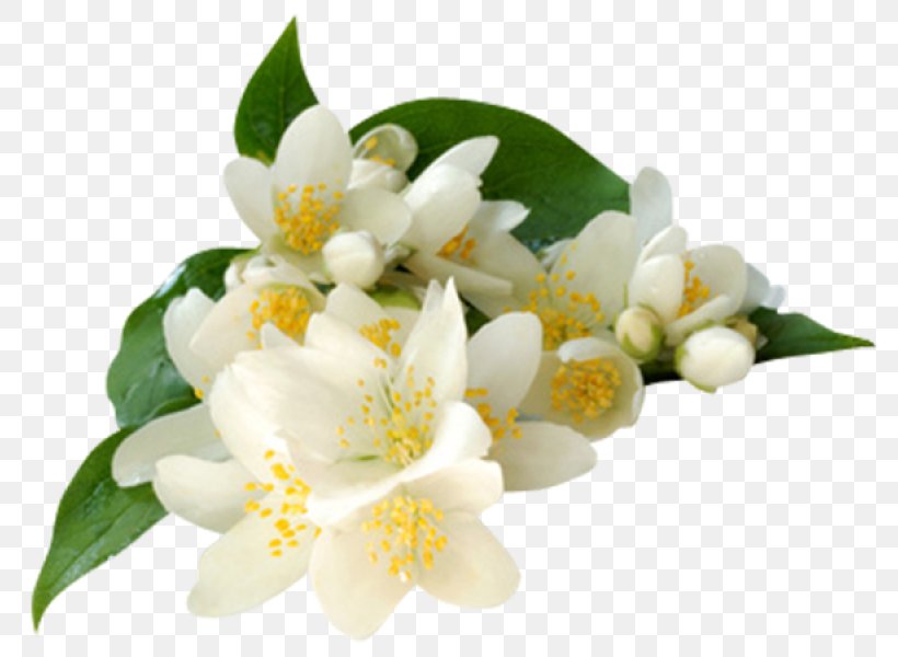 jasmine flower clipart