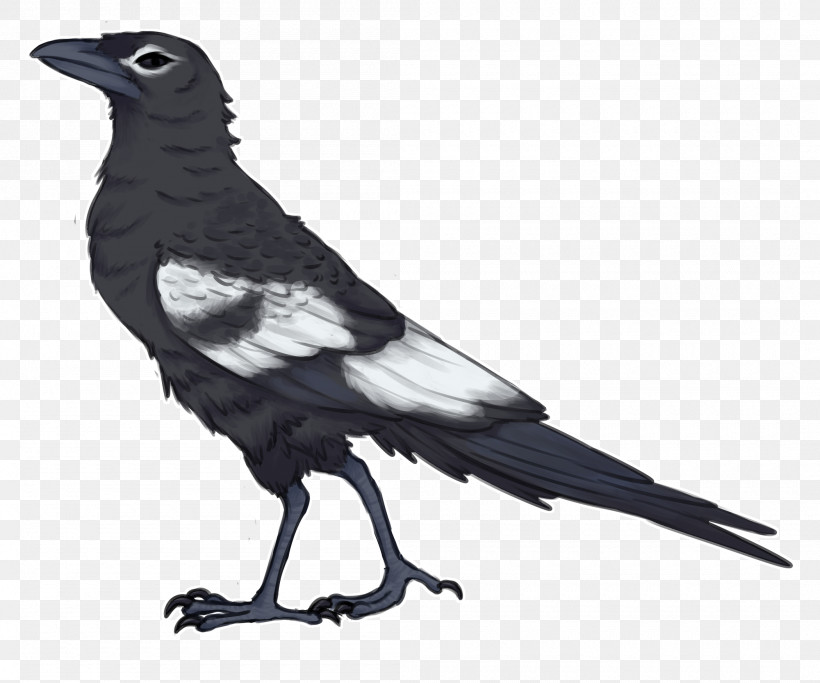 Bird Beak Crow Raven Raven, PNG, 2100x1750px, Bird, Beak, Crow, Crowlike Bird, Perching Bird Download Free