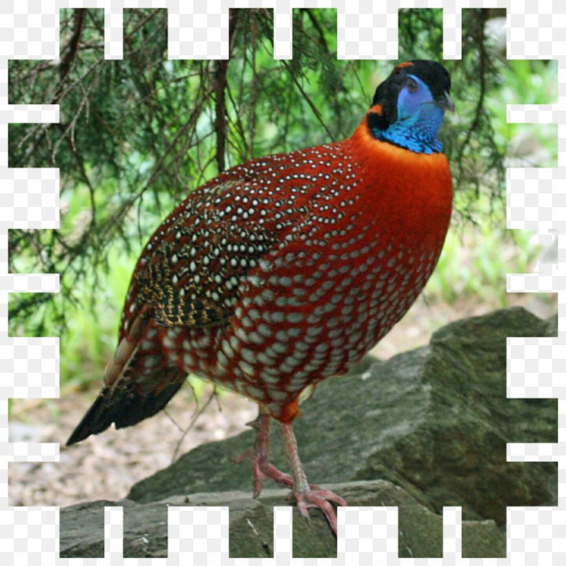 Bird Temminck's Tragopan Blyth's Tragopan Feral Chicken Pheasant, PNG, 1440x1440px, Bird, Beak, Chicken, Fauna, Feral Chicken Download Free