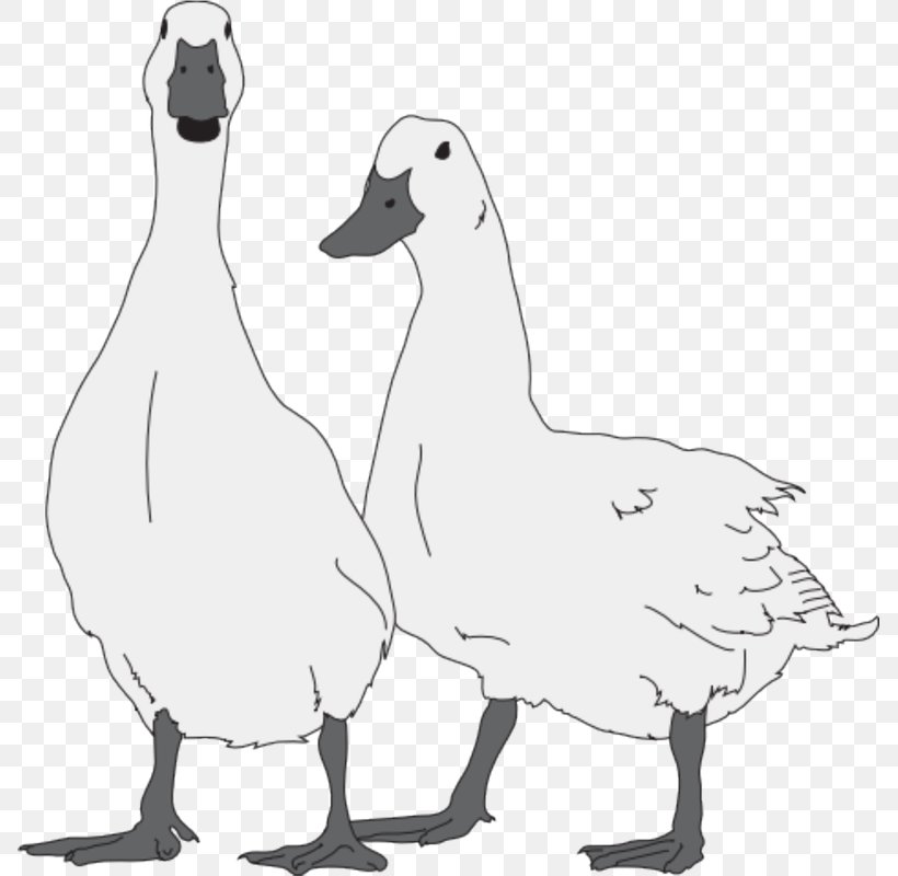 Duck Snow Goose Cygnini Bird, PNG, 787x800px, Duck, Artwork, Beak, Bird, Black And White Download Free