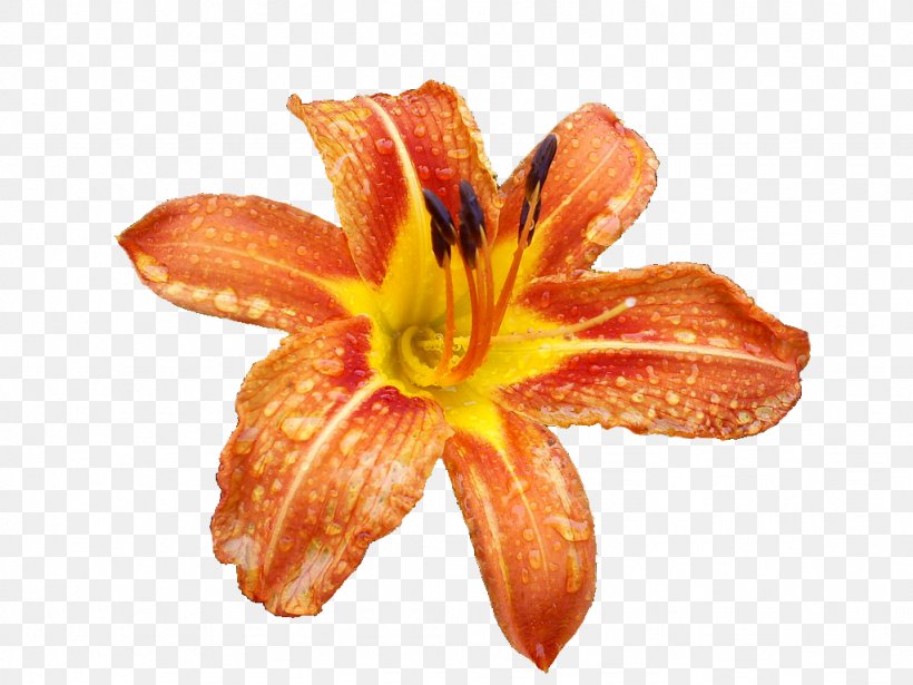 Flower Tiger Lily Lilium Columbianum Lilium Bulbiferum, PNG, 1024x768px, Flower, Daylily, Flower Bouquet, Lilium, Lilium Bulbiferum Download Free
